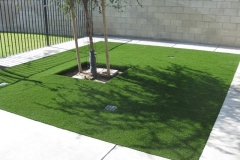 Pet Grass